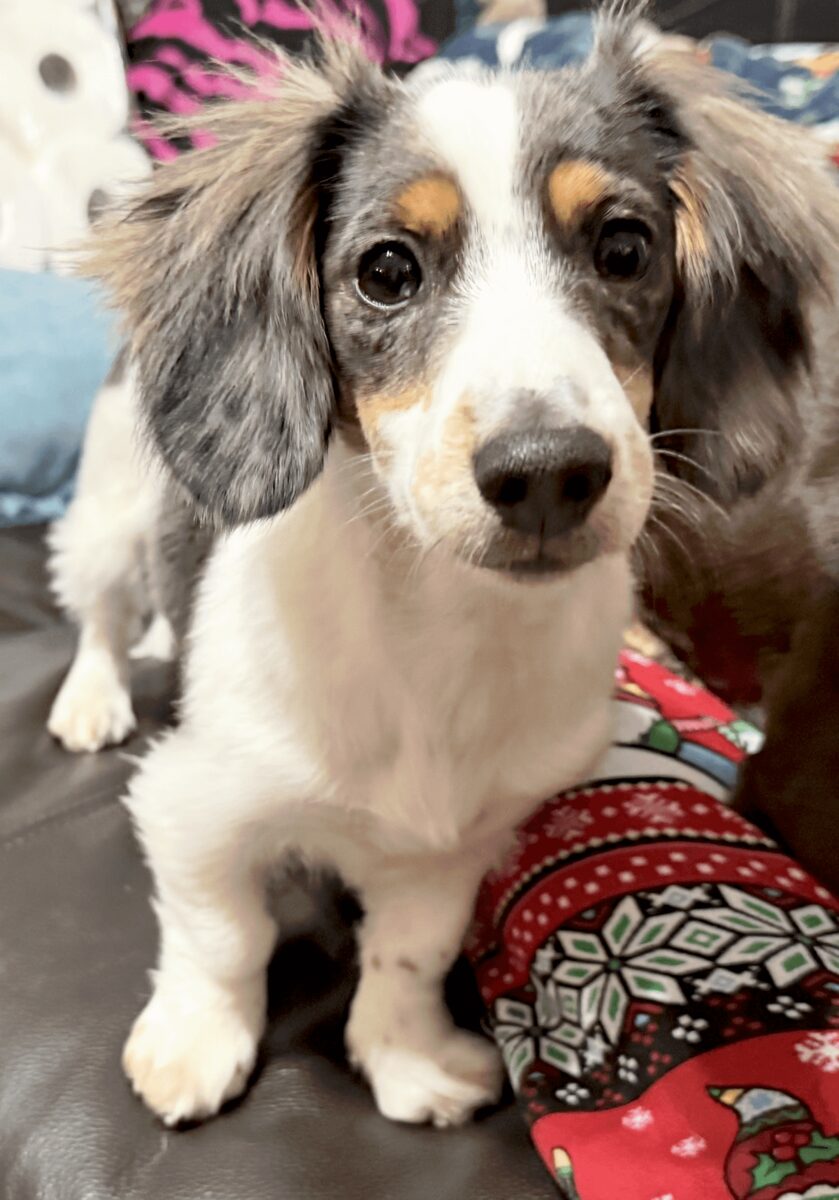Dam Annabelle, a Black and Tan Longhaired Miniature Dachshund