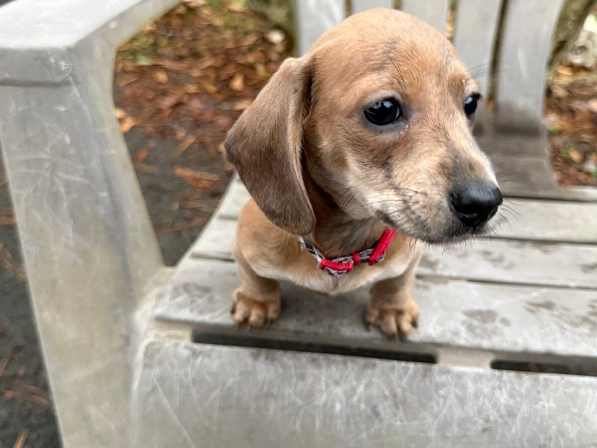 Baby Buddy