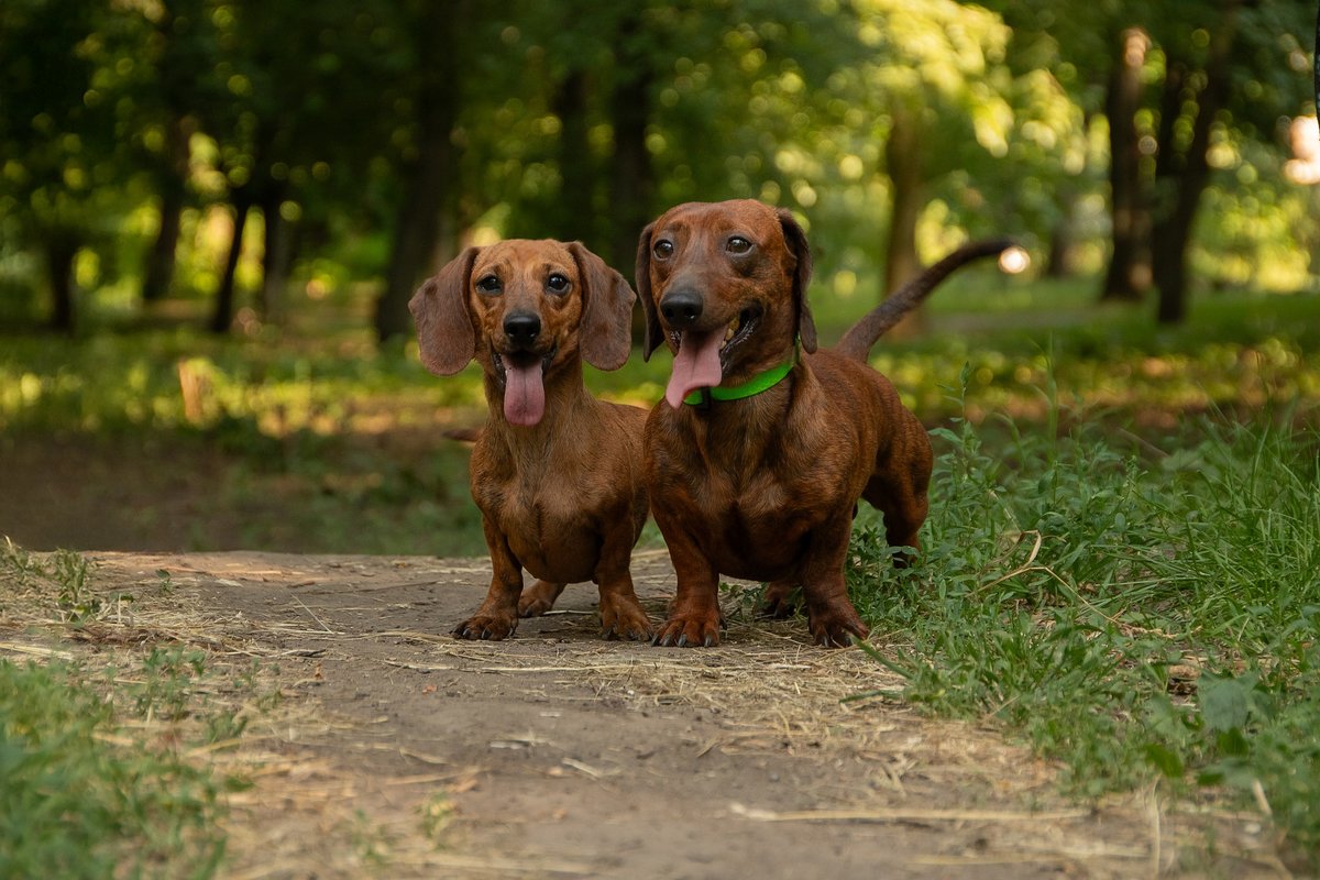 Two red miniature dachshunds on a forest path