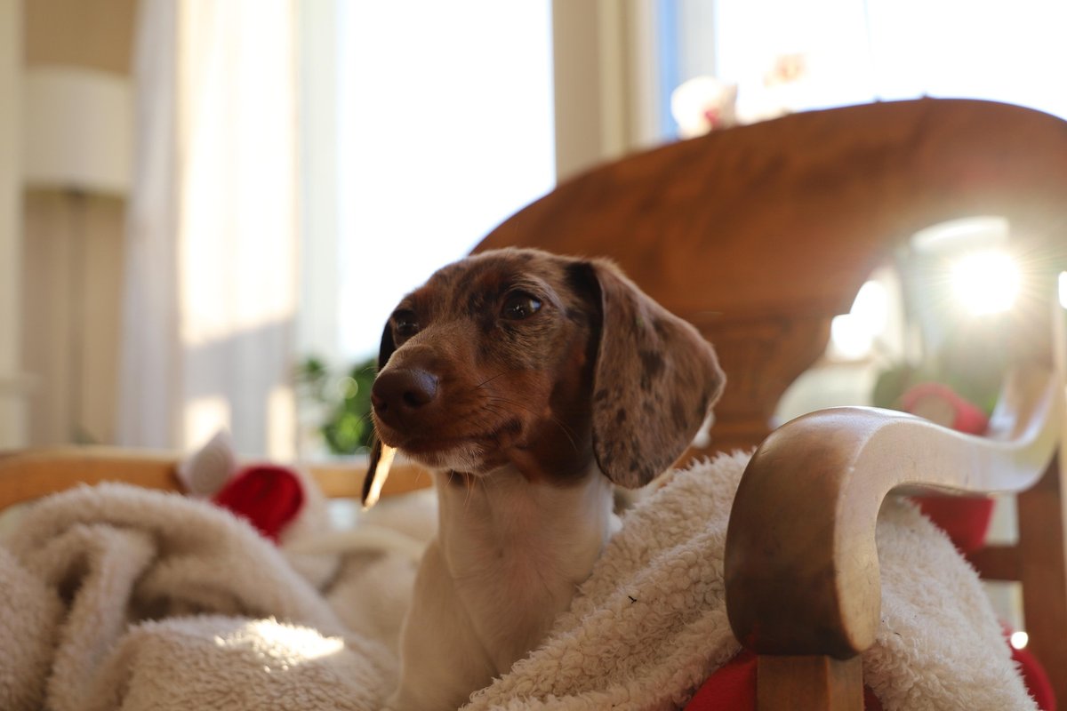 Piebald miniature dachshund puppy
