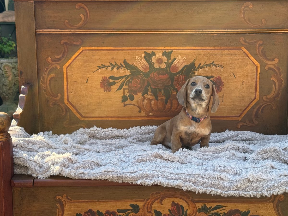 Buddy resting on a painted antique bench
