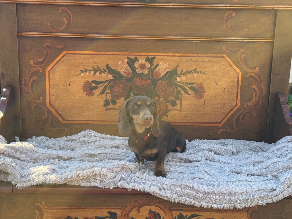 Chocolate dapple miniature dachshund