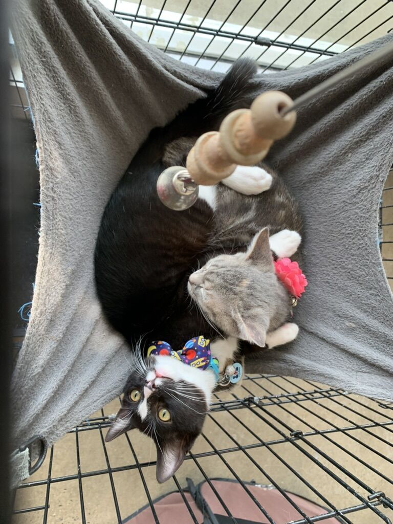 Puppies