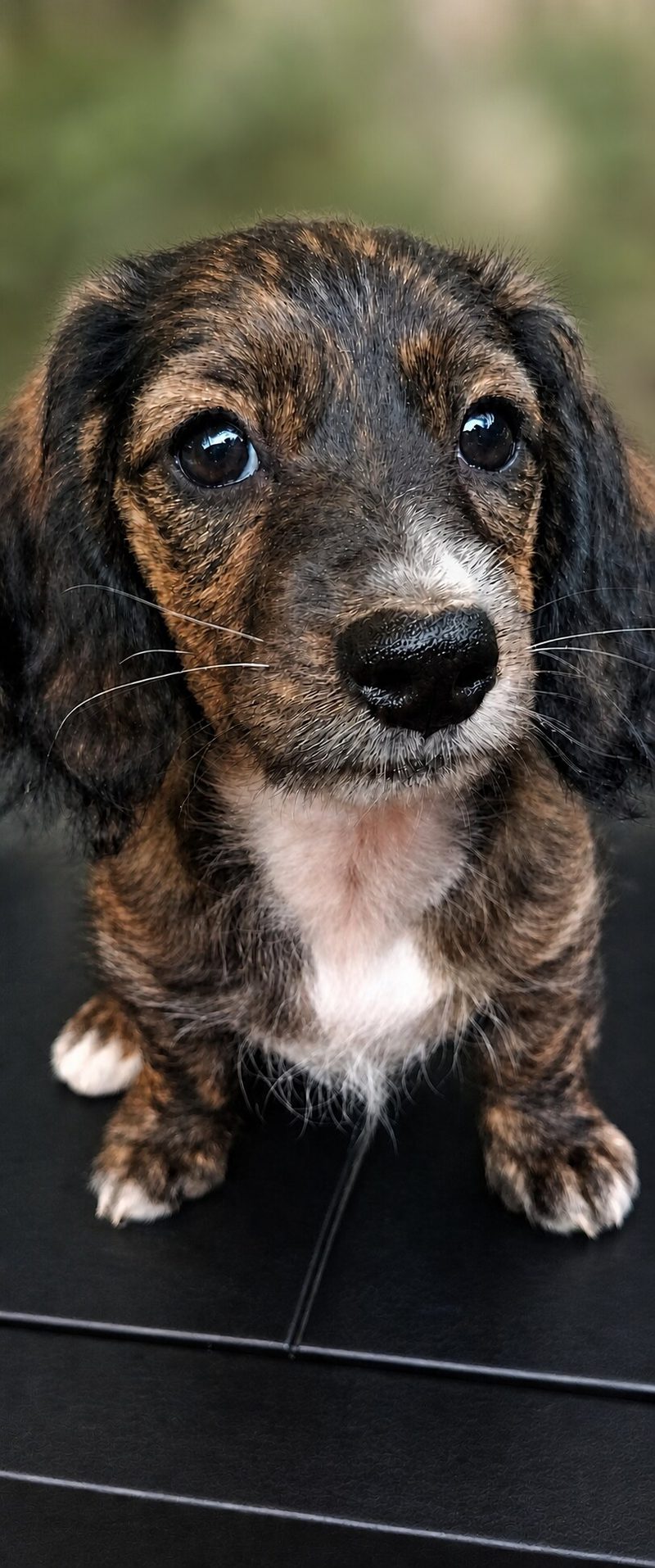 Lydia, a brindle Miniature Dachshund puppy with a white chest blaze