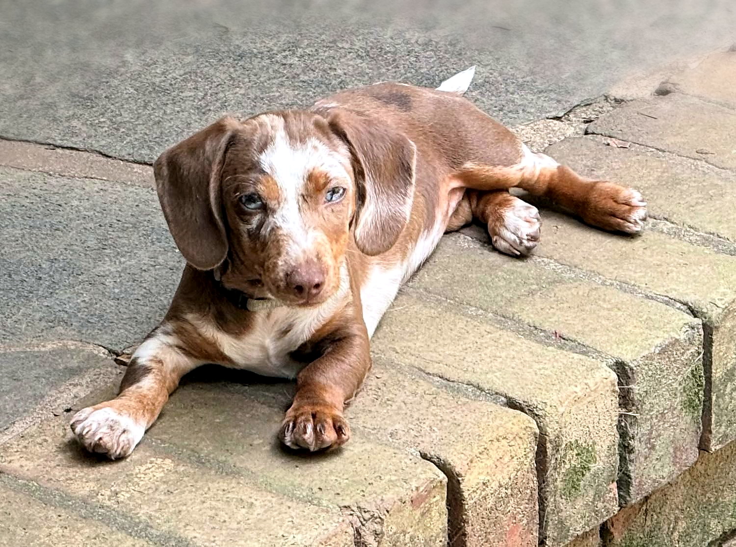 Roo, a chocolate dapple miniature dachshund, resting on stone steps